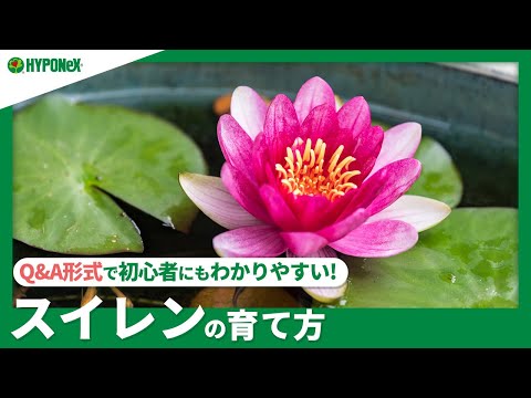 園芸 フェイクスイレン、小さなふわふわスイレン