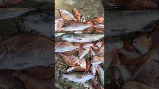 秋鮭の季節到来！…嫁にだけは渡せない船長🐟 #漁師 #秋鮭 #漁師の日常