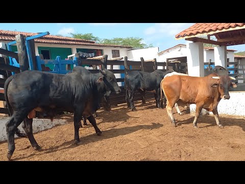 FUI CONHECER A FAZENDA SONHO REALIZADO EM CATURITE-PB 