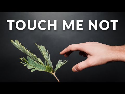 The Plant That Should Not Be Touched - 148 Day Time-lapse