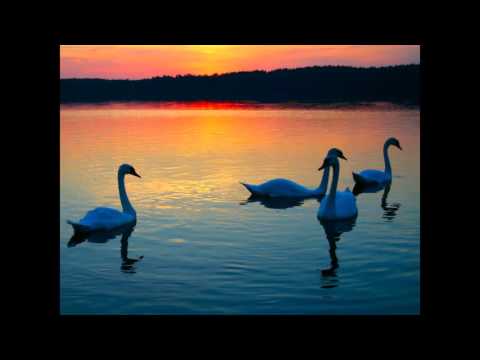 O Lago dos Cisnes  - Tchaikovsky