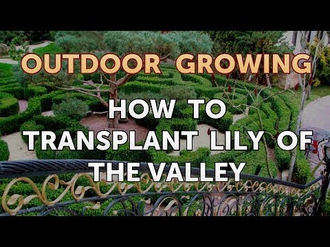 Will Salt or Vinegar Kill Bamboo