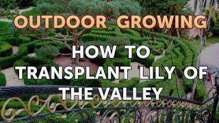 How to Transplant Lily of the Valley