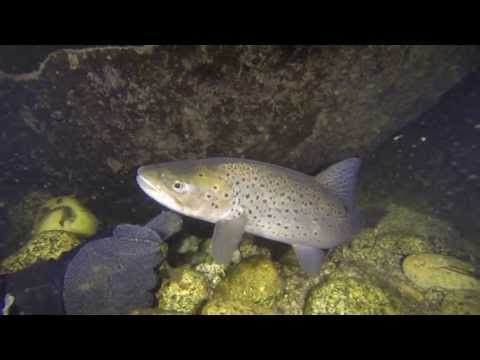 Brown Trout 'Tickling' GoPro 3