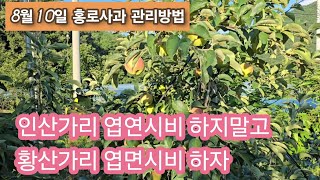 홍로사과 앞으로 이렇게 관리하자 인산가리 보다는 황산가리가 좋은이유