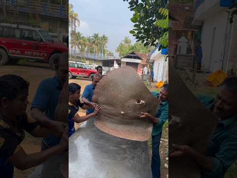 പുള്ളി തിരണ്ടിയെ മലർത്തി അടിക്കുന്നത് കണ്ടിട്ടുണ്ടോ?😱 #stingray #seafish #fishmarket #bigfish