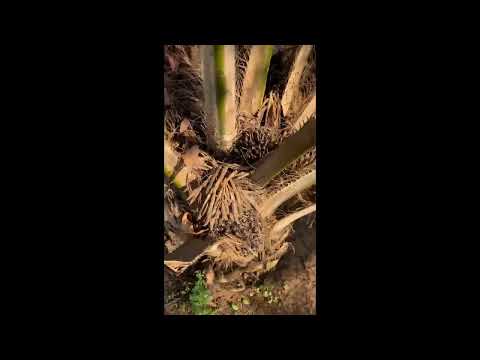 Plenty fruits in my father’s house 