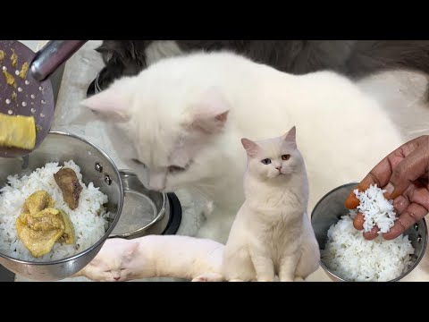 Puthusa food kudukaporen❓ namma cats ku pudikutha pakkalam❗