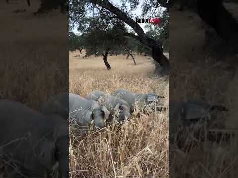 , title : '¿Qué comen los cerdos en verano en la dehesa? 🐽🌳'