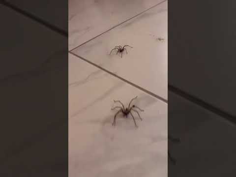 How many #spiders have you seen? #animals #trending #spider #shorts #challenge #fear