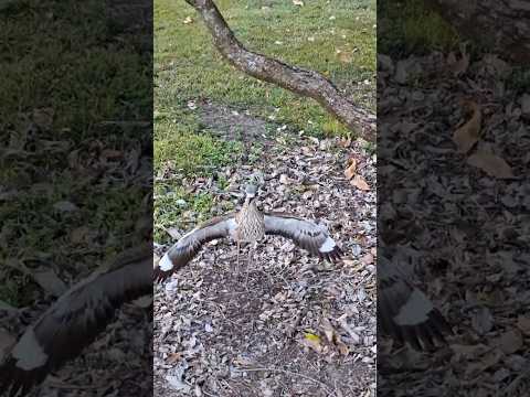 “Nature’s Magic: Curlew Family Encounter on a 7 km Stroll” at Anderson Garden #curlew