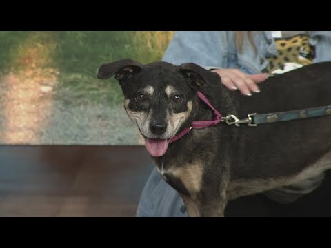 Pet Tails: Meet Alley - YouTube