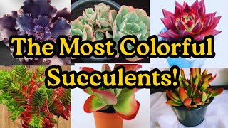 47 Most Colorful Succulents for Your Home and Garden