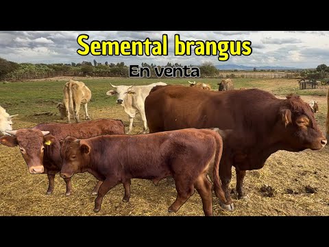 🐂 Brangus bull for sale, ready to work