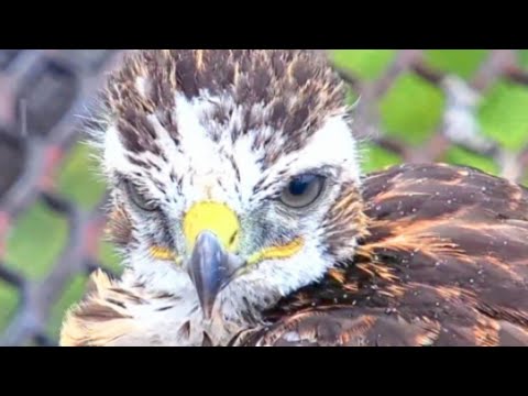 ZOOM IN ON CHICKS. ))). LIVE CORNELL HAWKS NEST CAM. 2023.06.12. BIG RED FEEDS BABIES WITH SQUIRREL.