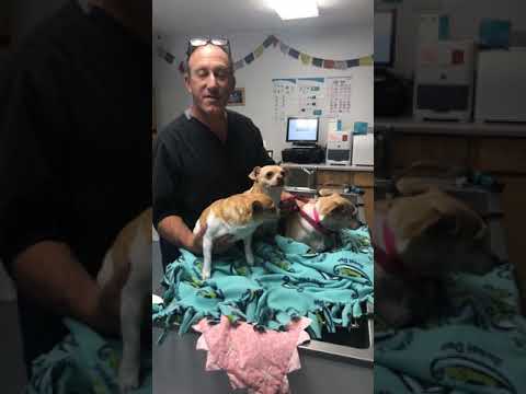 Cute fat chihuahuas post dental cleaning