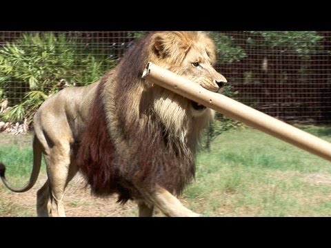 Big Cats have Big Bloopers - Funny!