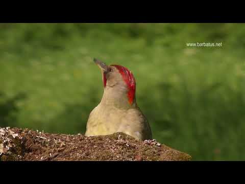 Pito real ( Picus viridis ) Green Woodpecker