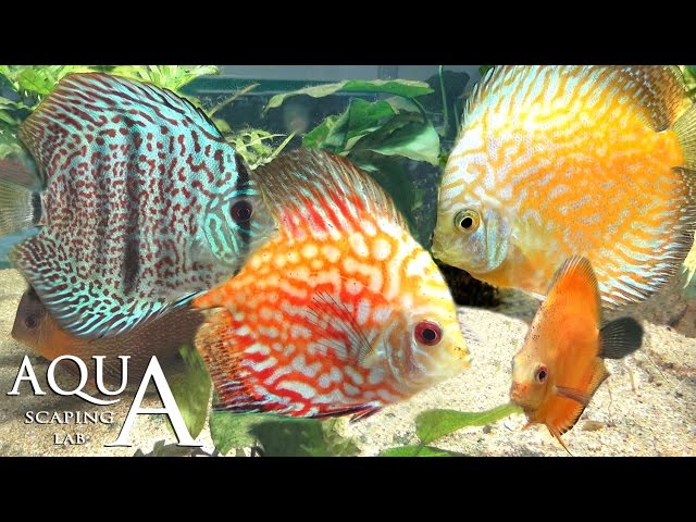 Aquascaping Lab - Discus Symphysodon Fish, Heckel fish description / Pesce Pompadour scheda tecnica