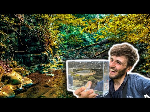 Micro Fishing In The MIDDLE of a Japanese Forest! (4K) 🌳 🇯🇵