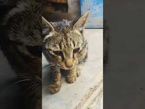 baby kitten meowing 🐾 #cat #catvideos #viralvideo #bilibili #shortvideo