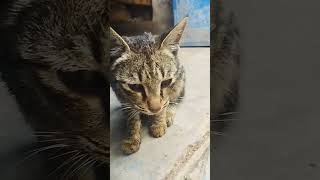 Download lagu baby kitten meowing 🐾 #cat #catvideos #viralvideo #bilibili #shortvideo mp3