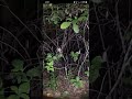 PARANORMAL BiGO LiVe