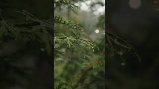 Raindrops on Leaves in Rainy day | #raindrops | #rainyday