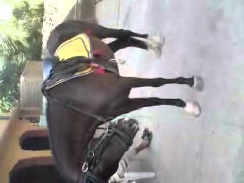 horse saddled and ready to go