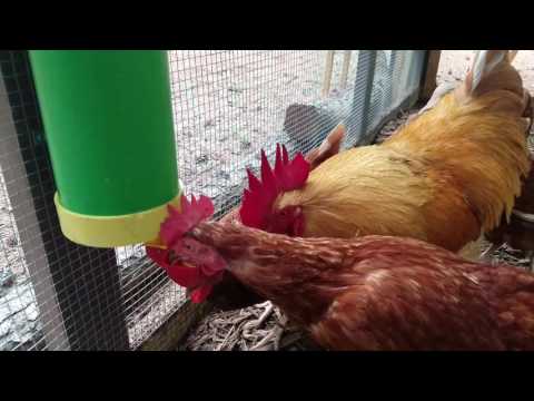 Rugged Ranch Poultry Feeder Product Review