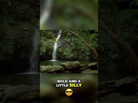 The Shape-Shifting Trickster of Japanese Folklore | The Tanuki - Lorekeeper’s Library