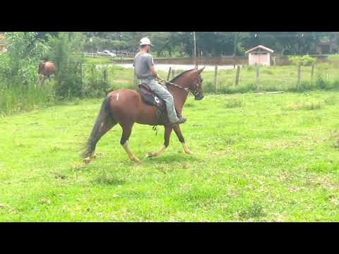 Argentina Luvi (Trapiche do Porto Palmeira X Raça da Morada Nova)