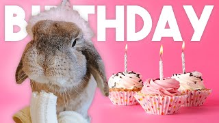 Cinnabun is 5! Let's Talk About It...