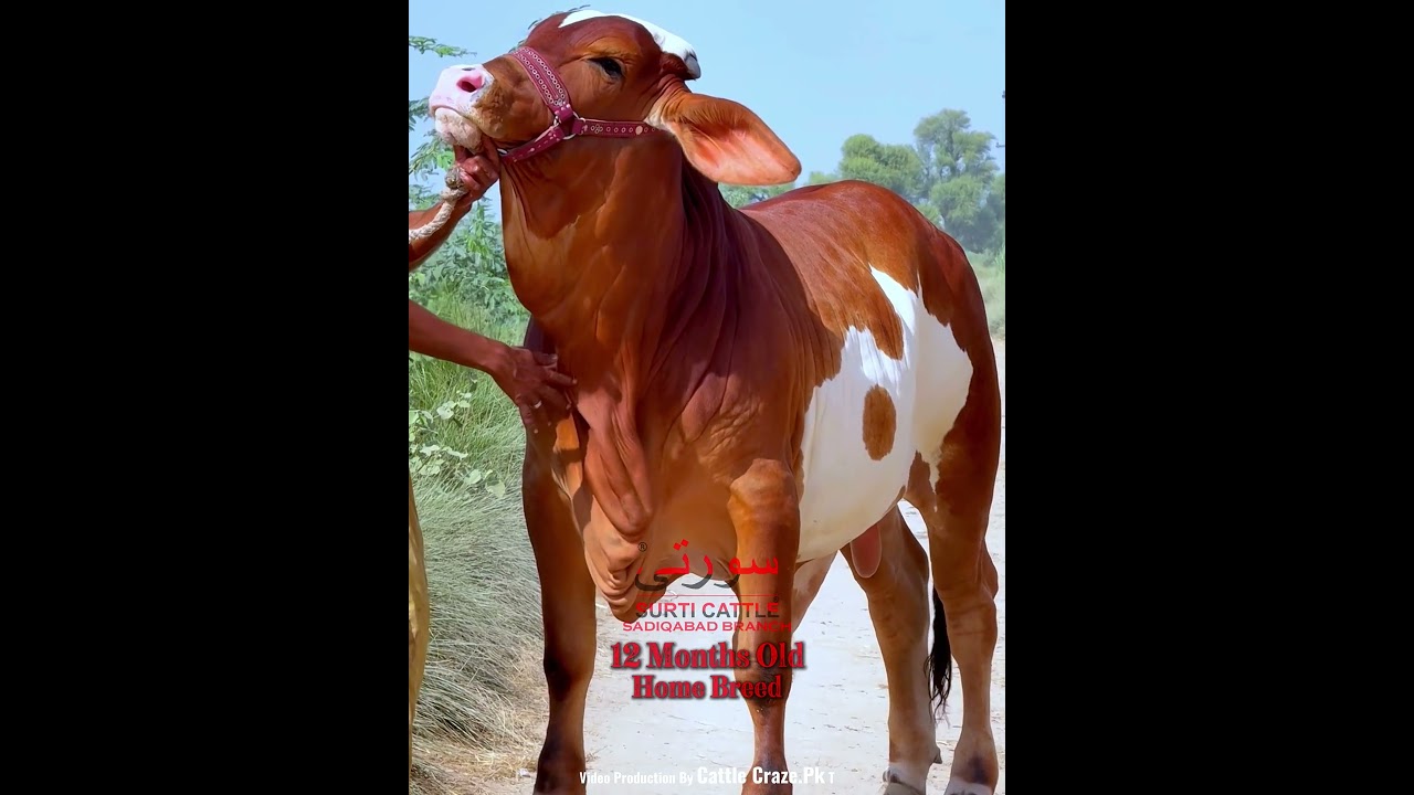 laal panda bachra surti Home Breed