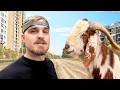 Selling Goats On The Streets Of Karachi 🇵🇰 DEFAULT Thumbnail