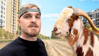Selling Goats On The Streets Of Karachi 🇵🇰 MQDEFAULT Thumbnail