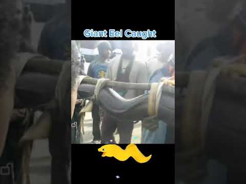 Catching A Giant Eel In History