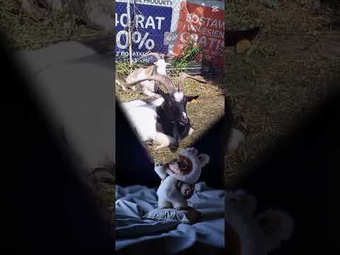 #labubu #goat #koza #kozioł