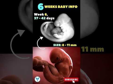 6 weeks baby growth ✅ 6 weeks pregnant | Fetal growth | Baby development #shortsfeed #pregnancy