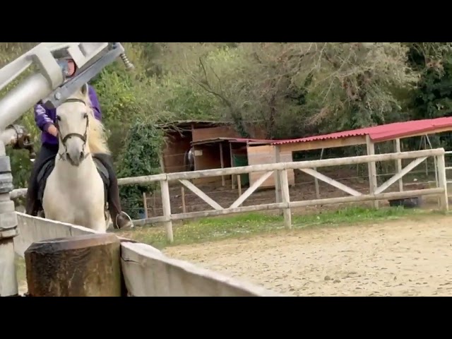 CHEVAL PURE RACE ESPAGNOLE