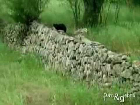 Cat and owl are best friends ♡