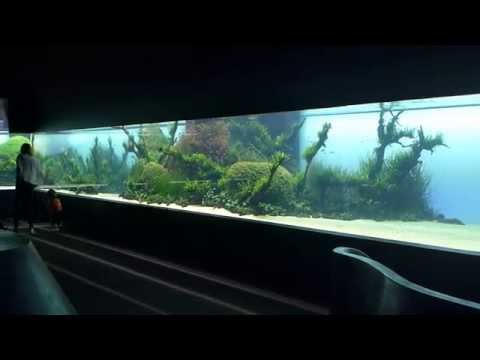 Takashi Amano , Oceanarium Lisbon/ Ozeanarium Lissabon - Forests Underwater
