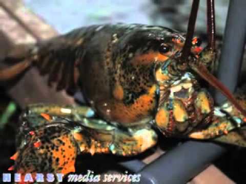 Captain Mardens Seafood Wholesale  Westwood, MA