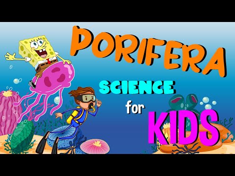 Porifera or Sponges | Science for Kids