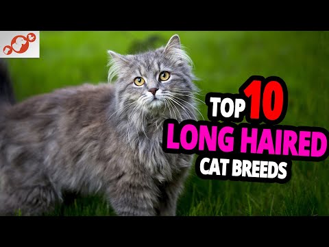 🐈 Long-Haired Cats - TOP 10 Most Beautiful Long Haired Cats In The World!