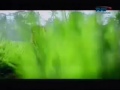 Station ID TVRI 2013