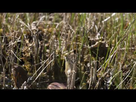 20180427 Eine Libelle schüpft