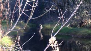 Nice Buck in Grass Valley California this weekend with other deer