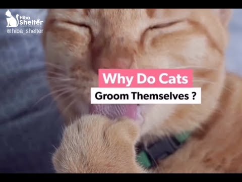 Why Do Cats Groom Themselves ?