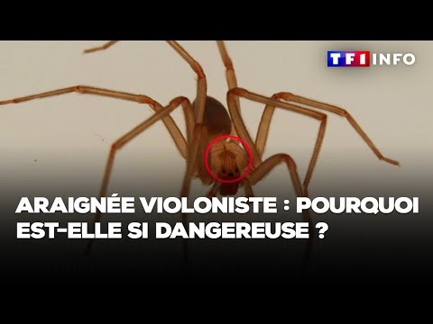 Araignée violoniste : pourquoi est-elle si dangereuse ?